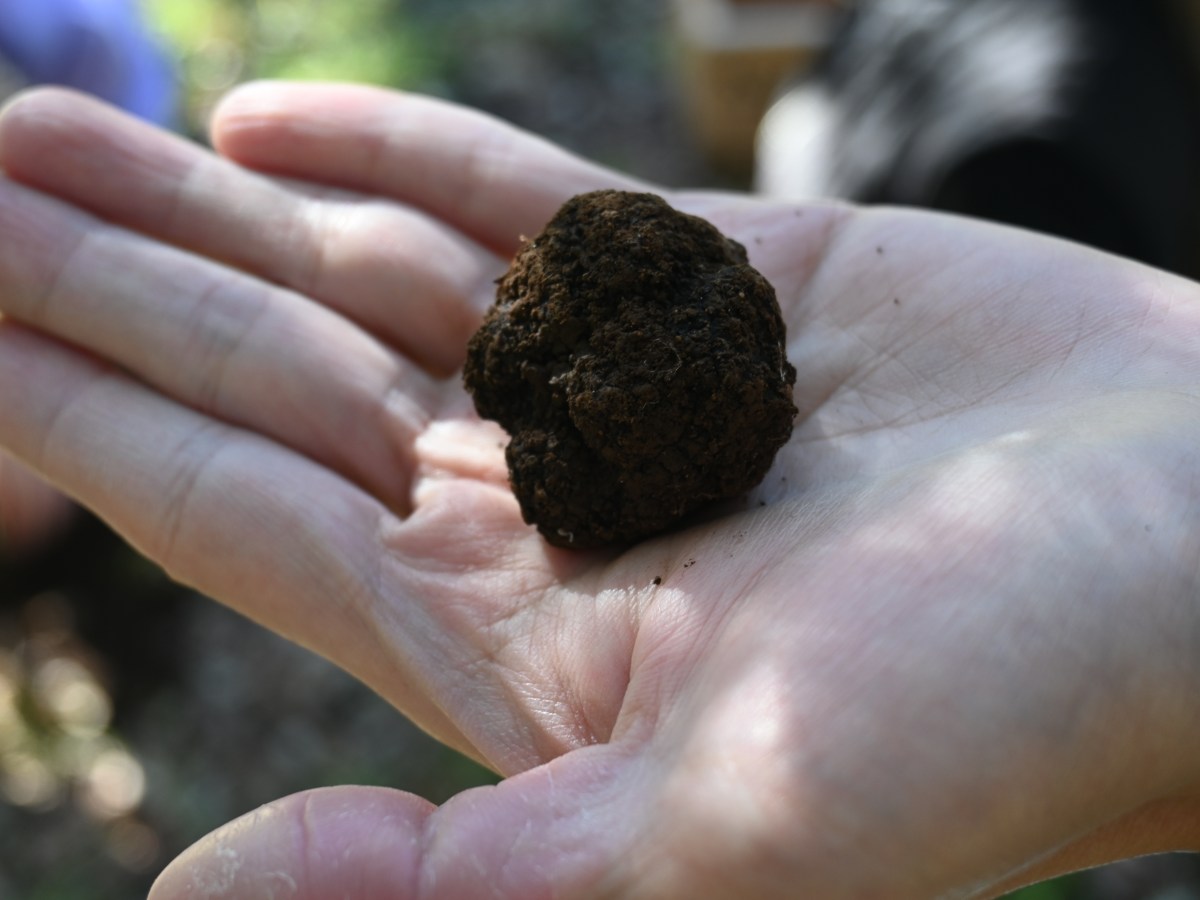 雪梨近郊半日遊｜Robertson 採松露體驗與松露午餐全記錄